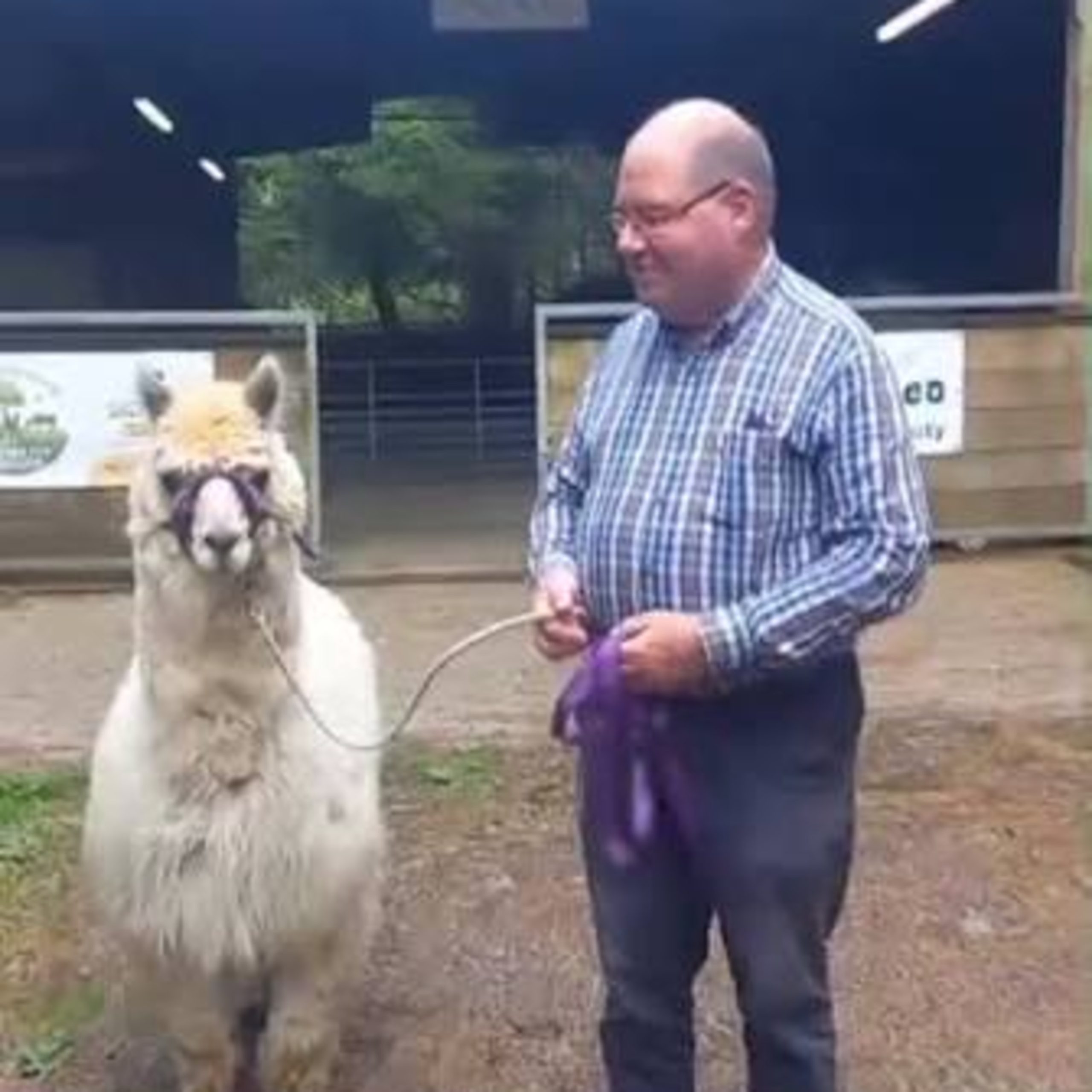 Knockvicar Alpaca Farm – Feel Good Friday 14/08/26 episode artwork