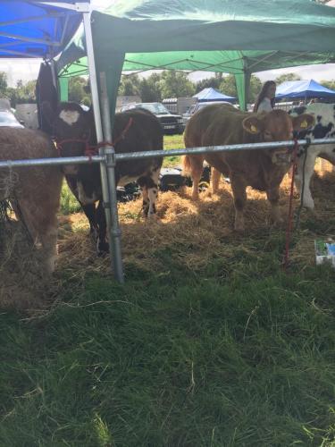 2017 Roscommon Agricultural Show